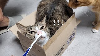 양치하기 싫어서 박스에 숨은 고양이 | 넘 하찮고 귀엽짜냐...♥ | 고양이 브이로그