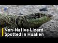 Non-Native Amazon Lava Lizard Found in Hualien for First Time  | TaiwanPlus News