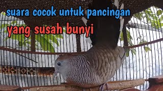 Download Lagu Perkutut lokal gacor suara tebal ampuh untuk pancingan. MP3