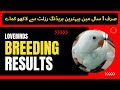 Amazing Lovebirds Breeding Result 2020