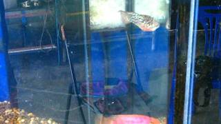 MVI_4525.AVI