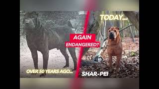 Is the Chinese SharPei dog breed endangered again?