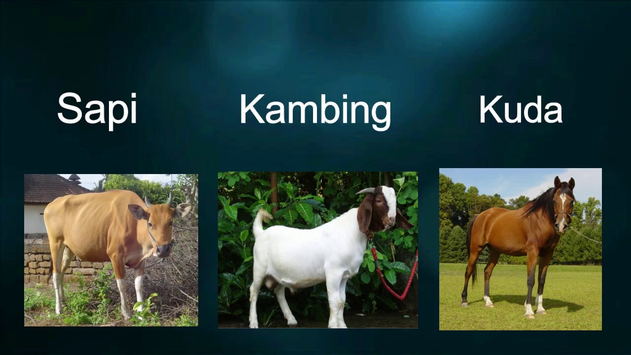 630 Koleksi Gambar Gambar Hewan Dan Tempat Hidupnya Gratis Terbaru