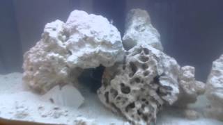 55 gallon saltwater tank setup by The Beast 4,387 views 8 years ago 5 minutes, 24 seconds