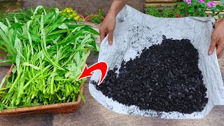 How to Grow, Harvest, Preserve, and Cook Water Spinach | All-in-One Video