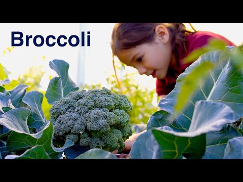 the-easiest-and-best-way-to-stir-fry-fresh-broccoli-from-garden