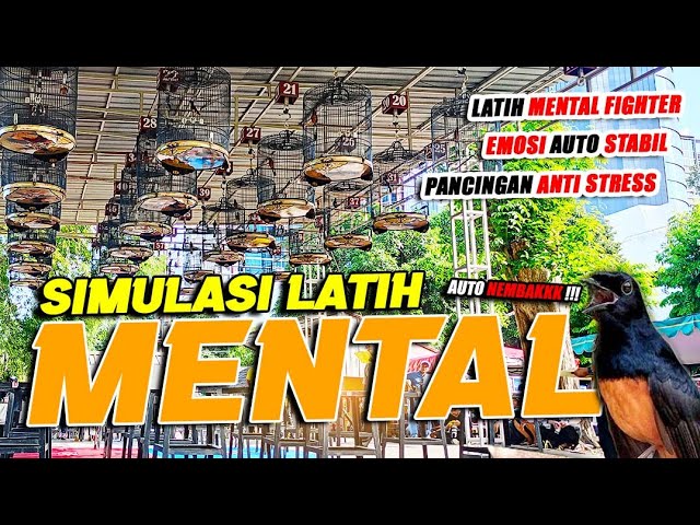 SIMULASI LOMBA Latih Mental MURAI BATU FIGHTER ❗❗ Lomba Nasional 🔥 class=