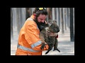 Koala yang berhasil selamat dari kebakaran hutan di AUSTRALIA