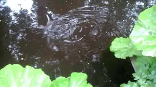 Wild Brown Trout from The Water of Leith.