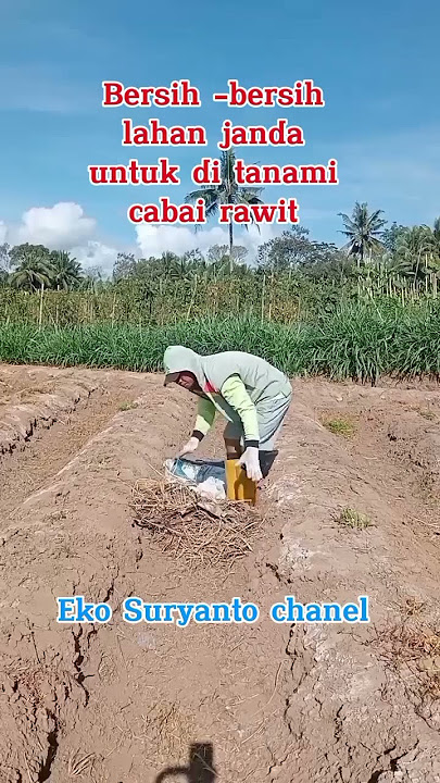 persiapan untuk tanam cabai rawit di lahan janda #cabaihijau #caberawitsubur