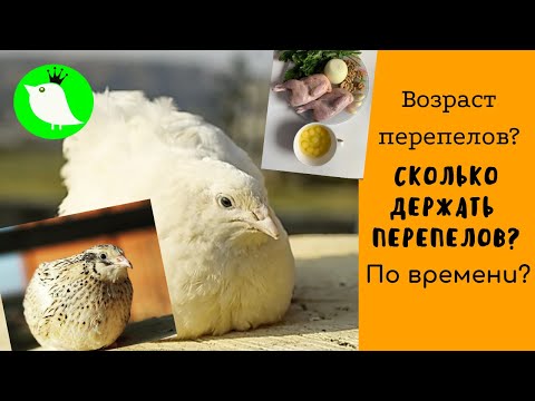 видео: Возраст перепелов. Сколько держать перепелов по времени?