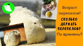 Возраст перепелов. Сколько держать перепелов по времени?