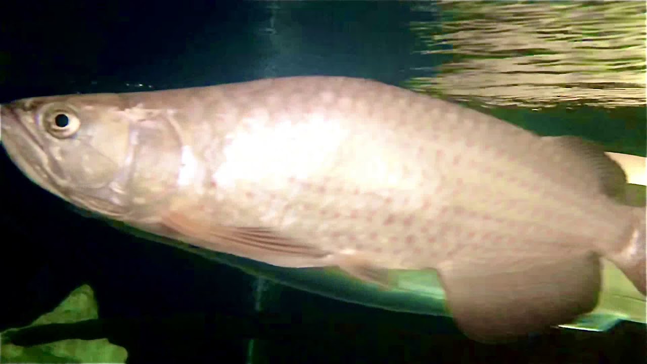 Leichardti Arowana (Southern Saratoga) YouTube