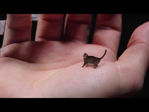 Видео: Самый Маленький Кот в Мире