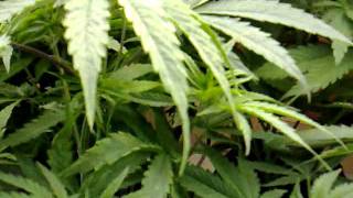 Cannabis class2011