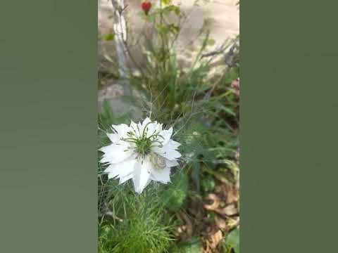 fghfj - YouTube