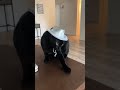 black cat 😂😂😂😂😁 #cat #catvideos #funny #blackcat
