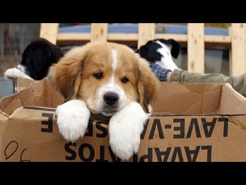 Video: Zogenaamde 'Unadoptable' Dog vond een zeer speciaal doel in het leven - het bevorderen van weesweesdieren