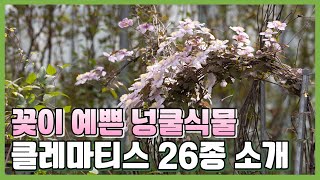 꽃이 아름다운  클레마티스 26종을 소개합니다