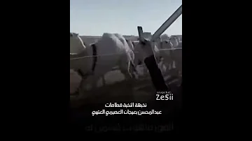 عمير سلم على قحطان والتحد بعد قله قدامهم ربعي العتبان 
