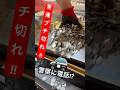 実話 警察を呼ぼうとしたら店長が ゲーセン メダルゲーム コインゲーム Shorts 実話 警察を呼ぼうとしたら店長が ゲーセン メダルゲーム コインゲーム Shorts