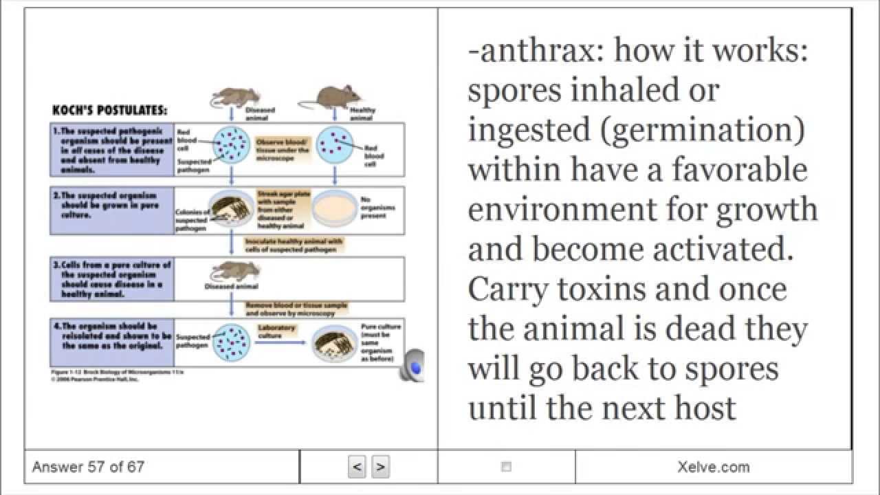 General Biology 2 27 Bacteria and Archaea Flashcards YouTube