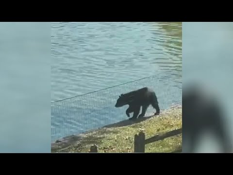 Black bear spotted multiple times near Plymouth Meeting Mall in Montgomery County