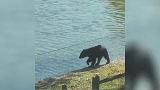 Famous Black bear spotted multiple times near Plymouth Meeting Mall in Montgomery County Profile