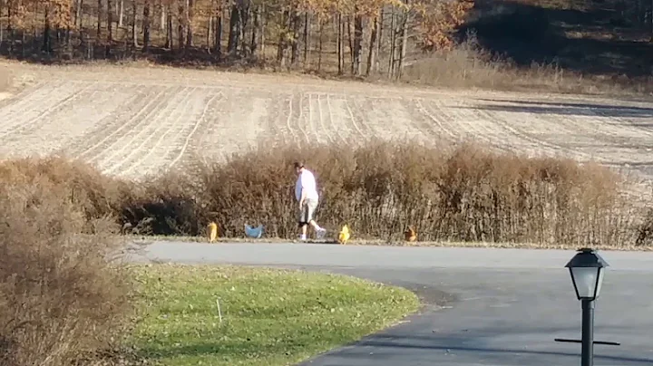 John rounding up the naughty chickens