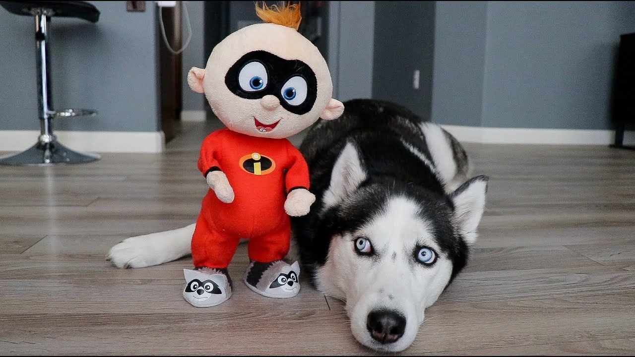 incredibles dog