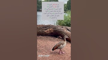 عبد الباسط عبد الصمد قراءة سورة الفاتحة
