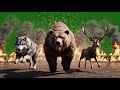 Fire Escape Animal Stampede | Wild Animals Running Escaping Fire