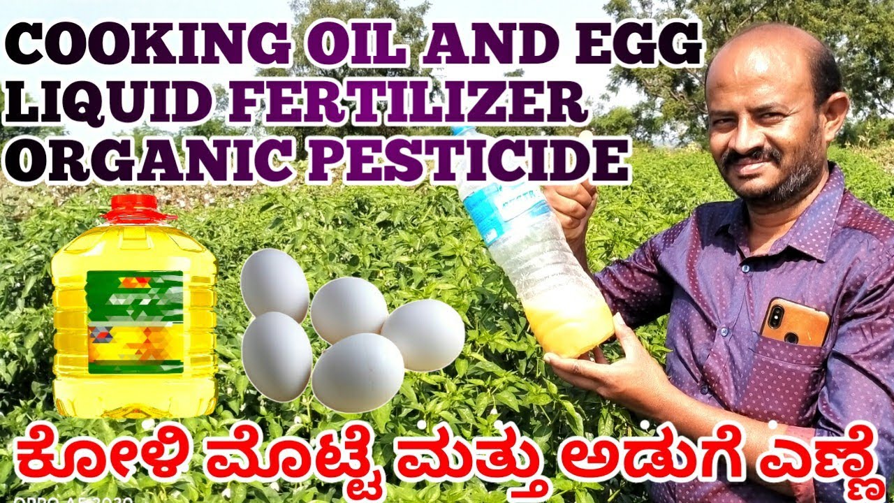cooking Oil And Egg, Liquid Fertiligzer, Organic Pesticide, ಕೋಳಿ ಮೊಟ್ಟೆ ಮತ್ತು ಅಡುಗೆ ಎಣ್ಣೆ, ಕೀಟನಾಶಕ,