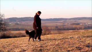 Belgian shepherd groenendael, obedience training video
