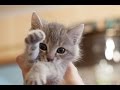 Самые милые животные! / Very cute animals!