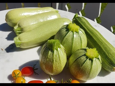 21. Hvordan kan vi få mange squash fra kun en plante?