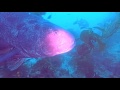 Casino Point Catalina island Giant Black Sea Bass.. WEST ...