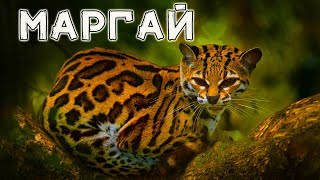 Маргай. Кошка, которая может ходить вниз головой.