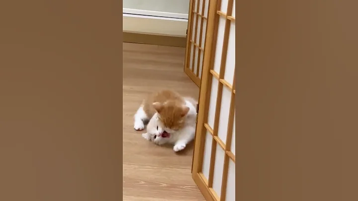 Video 11419341: funny cat playing