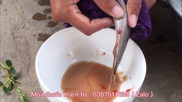 Sinh sản Nhân Tạo Cá Chạch - Bán Thuốc Chích Cá Sinh Sản