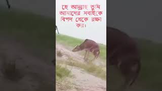 কঠিন শিলা বৃষ্টি হচ্ছে