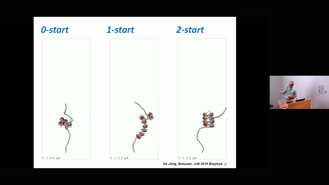 [TALK 8] NGBS2025: How DNA sequence shapes chromatin architecture - John van Noort