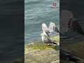 Seagulls stacking! 🐦🤣 #FunnyAnimals #Nature