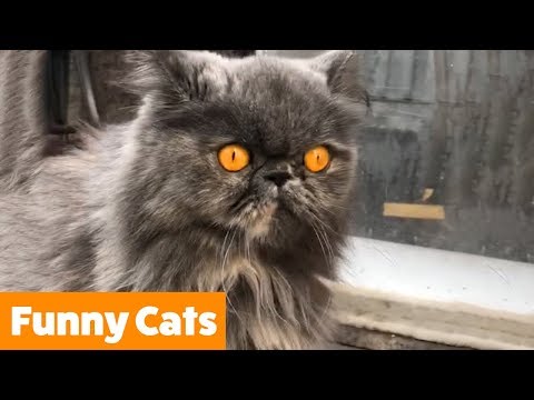 funniest-unusual-cats-|-funny-pet-videos