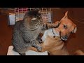 Photo session of a cat and a dog. Funny and beautiful.