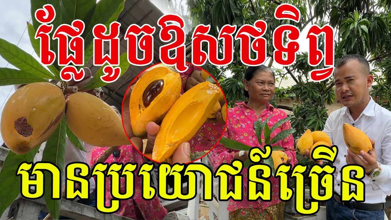 ផ្លែនេះមានប្រយោន៍ច្រើនណាស់ ជួយទ្រទ្រង់សុខភាពបានល្អ