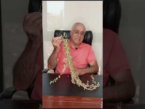 عشبة سن العجوز معلومات صحية