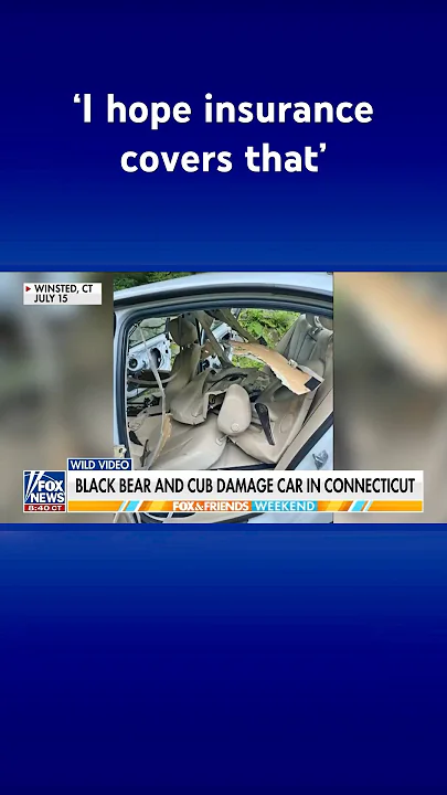 Black bear and cub hijack car in Connecticut #shorts