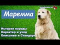 Мареммо-абруццкая овчарка - описание и интересные факты про белоснежную итальянскую породу собак