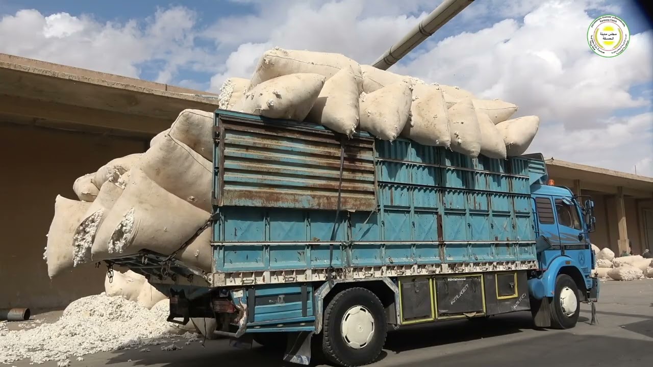 استلام محصول الاقطان